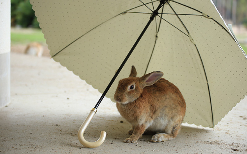 傘さしイメージ